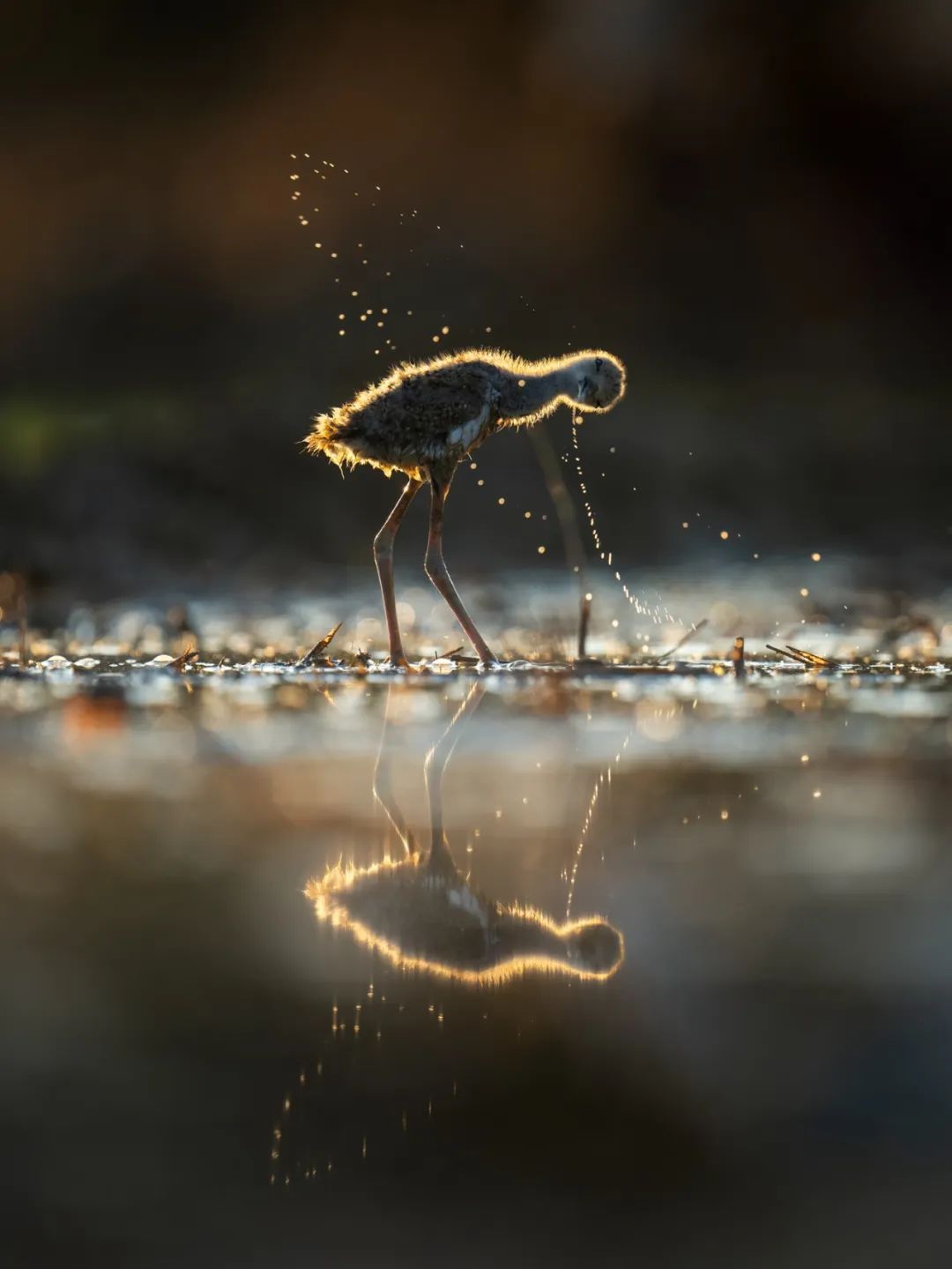 Image related to Salute to the Rebirth of All Life! 2022 China Wildlife Photography Awards Unveils 19 Stunning Categories!