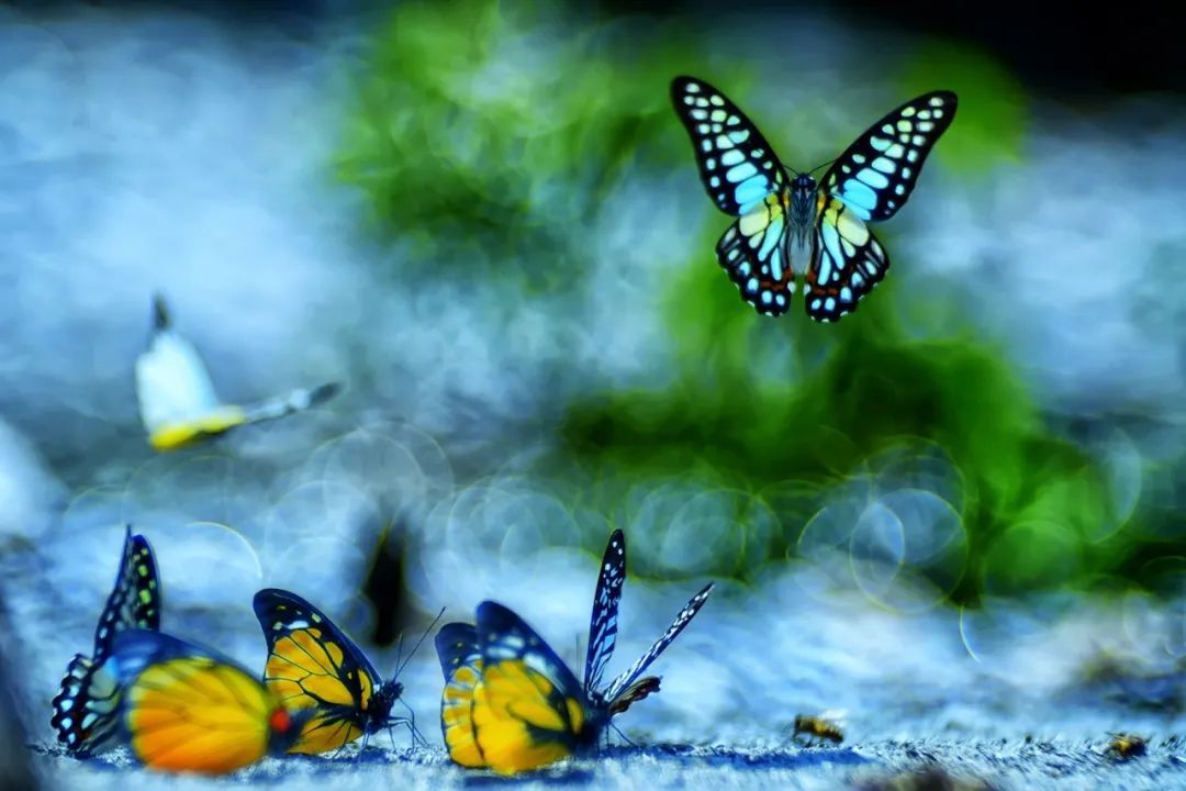 Image related to Salute to the Rebirth of All Life! 2022 China Wildlife Photography Awards Unveils 19 Stunning Categories!
