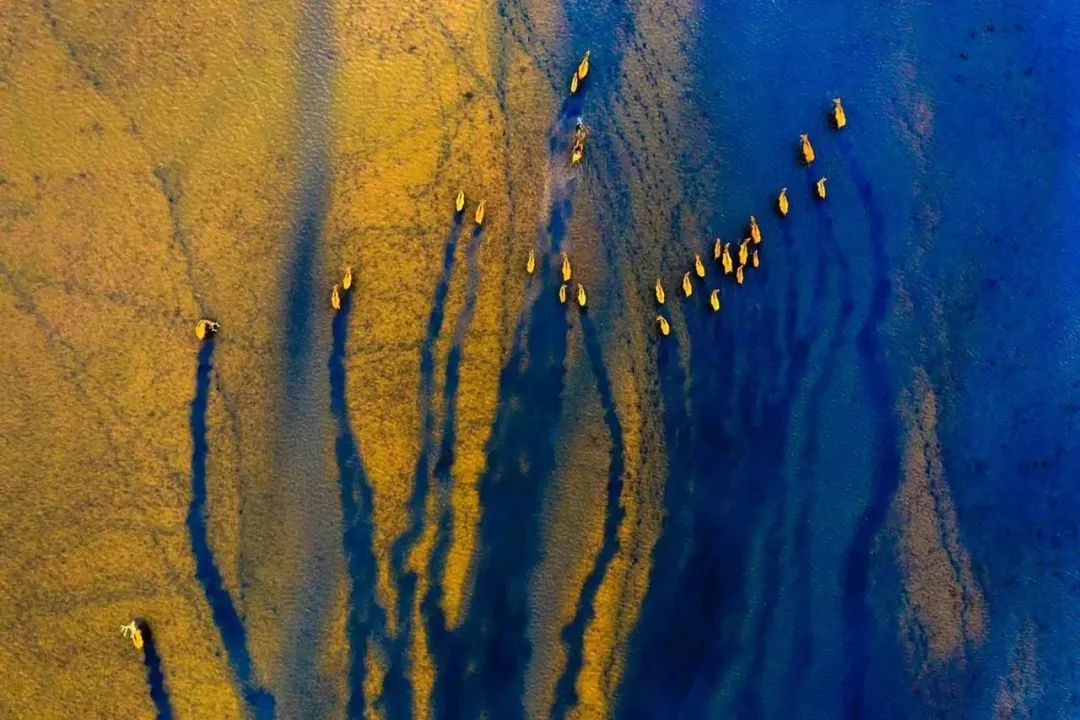 Image related to Salute to the Rebirth of All Life! 2022 China Wildlife Photography Awards Unveils 19 Stunning Categories!