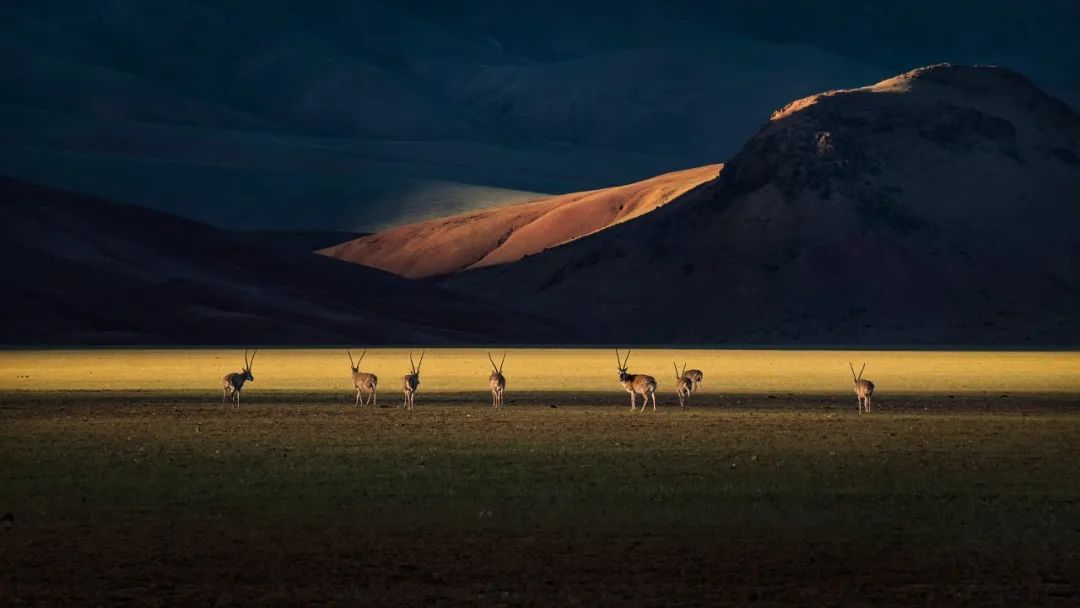 Image related to Salute to the Rebirth of All Life! 2022 China Wildlife Photography Awards Unveils 19 Stunning Categories!