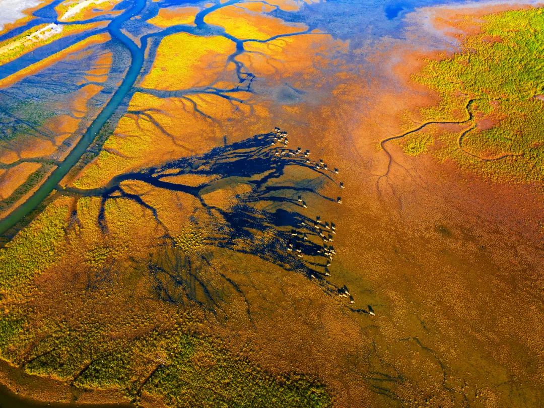 Image related to Salute to the Rebirth of All Life! 2022 China Wildlife Photography Awards Unveils 19 Stunning Categories!