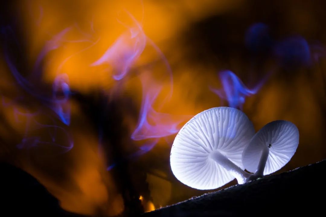 Image related to Salute to the Rebirth of All Life! 2022 China Wildlife Photography Awards Unveils 19 Stunning Categories!