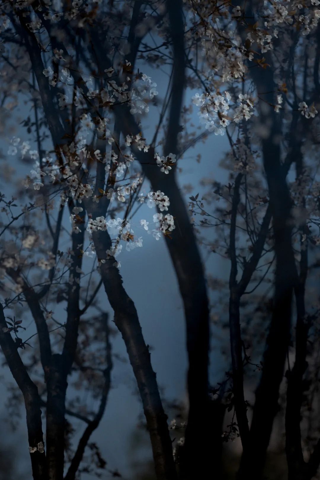 Image related to Salute to the Rebirth of All Life! 2022 China Wildlife Photography Awards Unveils 19 Stunning Categories!