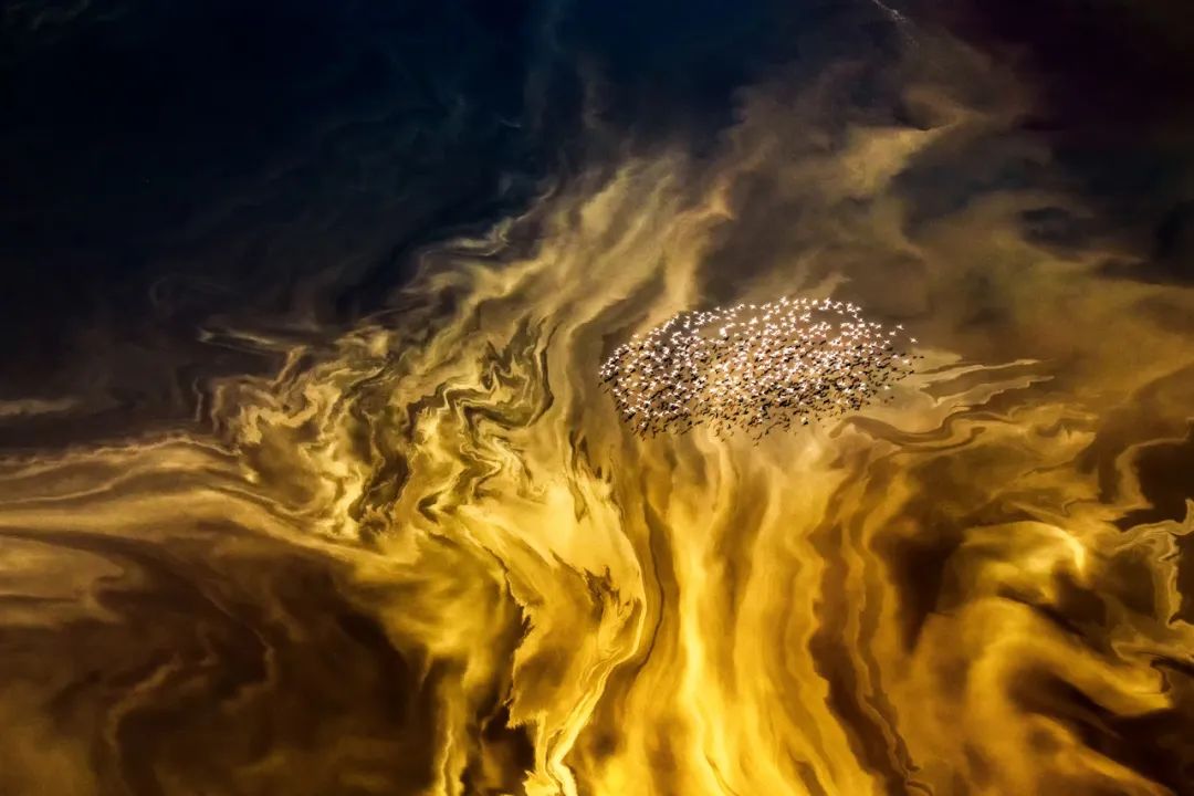 Image related to Salute to the Rebirth of All Life! 2022 China Wildlife Photography Awards Unveils 19 Stunning Categories!