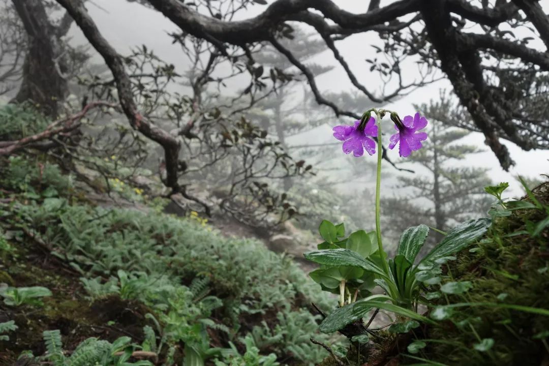 Image related to Salute to the Rebirth of All Life! 2022 China Wildlife Photography Awards Unveils 19 Stunning Categories!