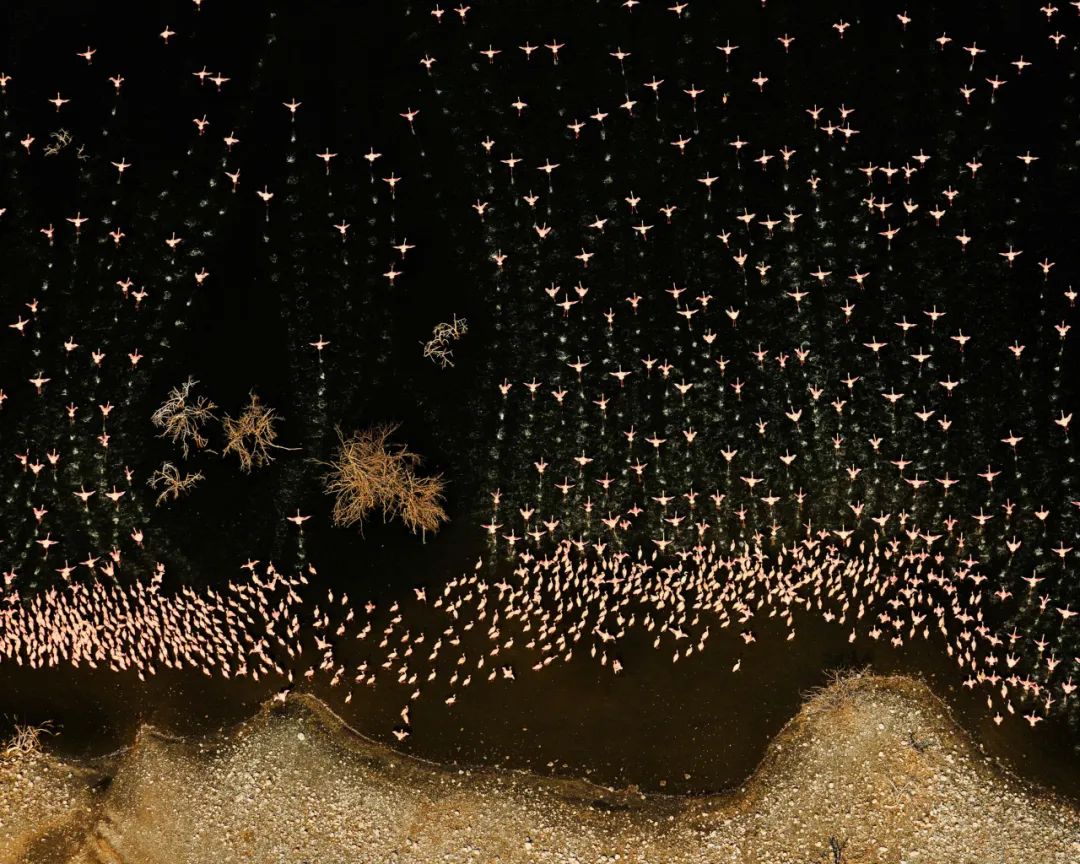 Image related to Salute to the Rebirth of All Life! 2022 China Wildlife Photography Awards Unveils 19 Stunning Categories!