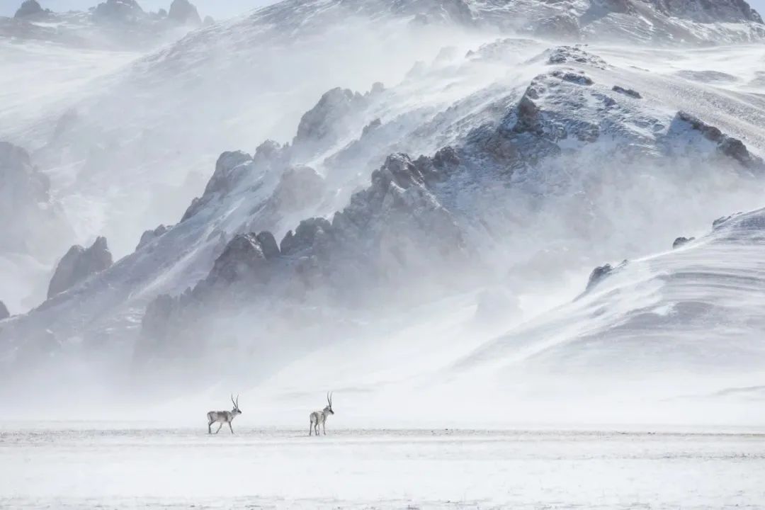 Image related to Salute to the Rebirth of All Life! 2022 China Wildlife Photography Awards Unveils 19 Stunning Categories!