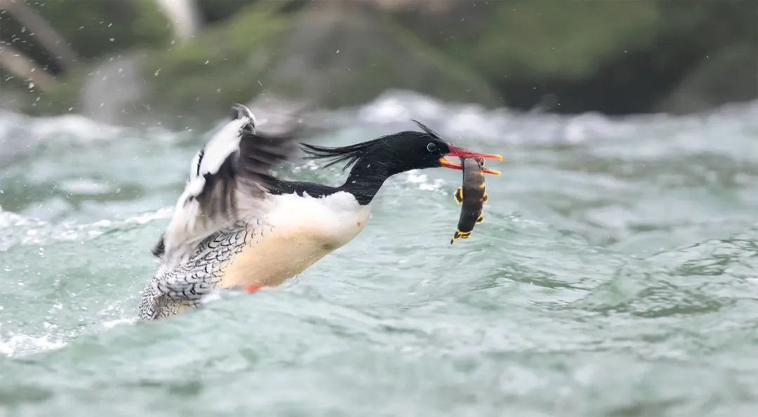 Image related to Salute to the Rebirth of All Life! 2022 China Wildlife Photography Awards Unveils 19 Stunning Categories!