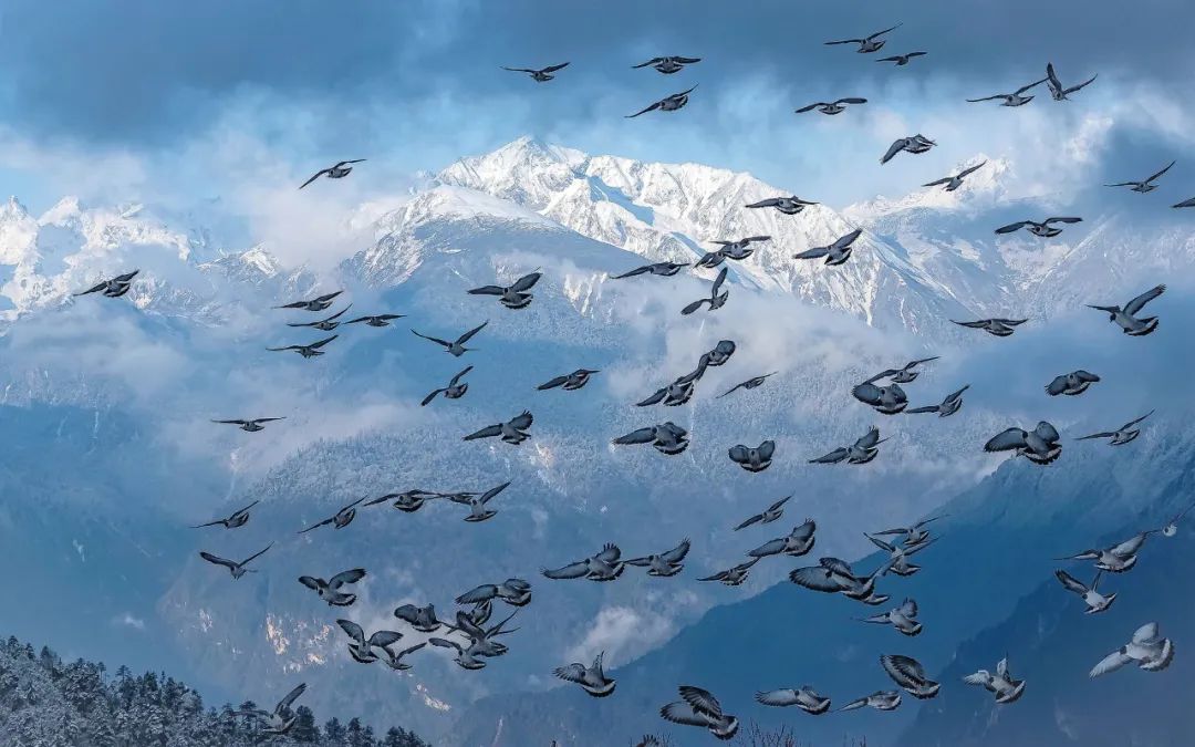 Image related to Salute to the Rebirth of All Life! 2022 China Wildlife Photography Awards Unveils 19 Stunning Categories!