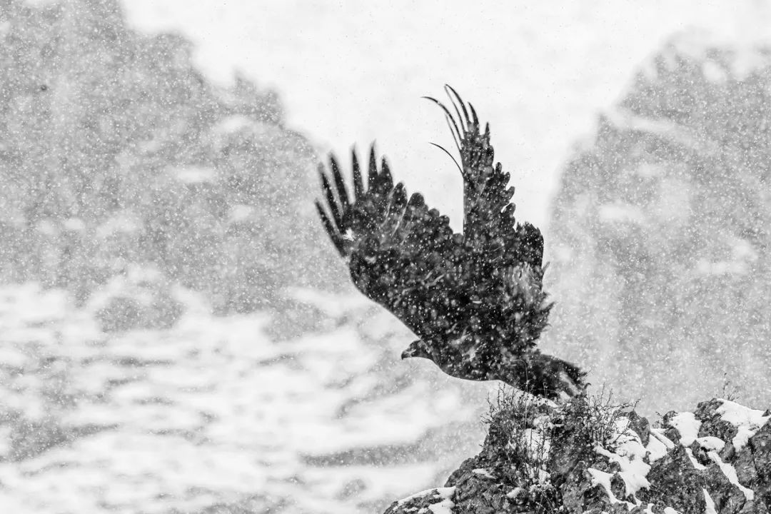 Image related to Salute to the Rebirth of All Life! 2022 China Wildlife Photography Awards Unveils 19 Stunning Categories!