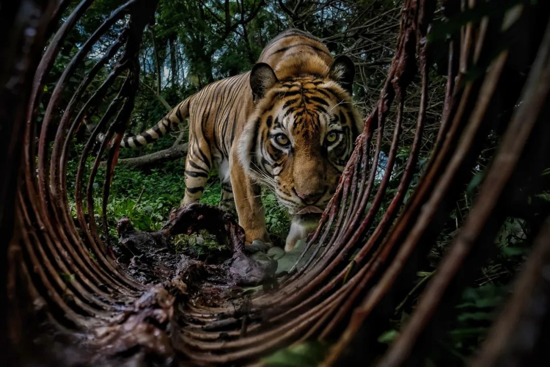 Image related to Salute to the Rebirth of All Life! 2022 China Wildlife Photography Awards Unveils 19 Stunning Categories!