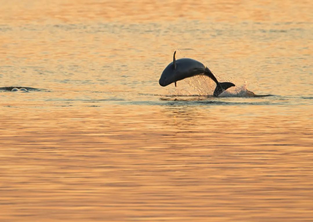 Image related to Salute to the Rebirth of All Life! 2022 China Wildlife Photography Awards Unveils 19 Stunning Categories!