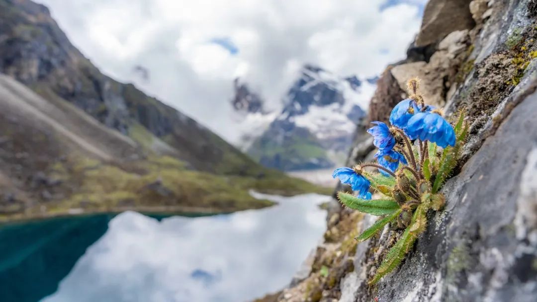 Image related to Salute to the Rebirth of All Life! 2022 China Wildlife Photography Awards Unveils 19 Stunning Categories!