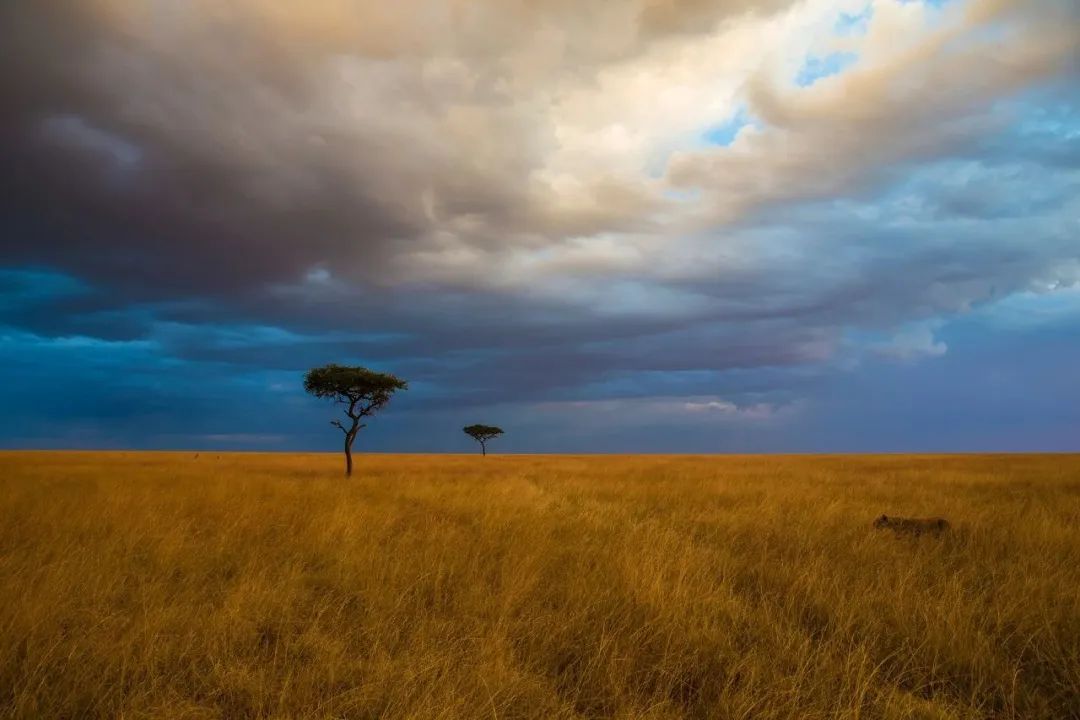 Image related to Salute to the Rebirth of All Life! 2022 China Wildlife Photography Awards Unveils 19 Stunning Categories!