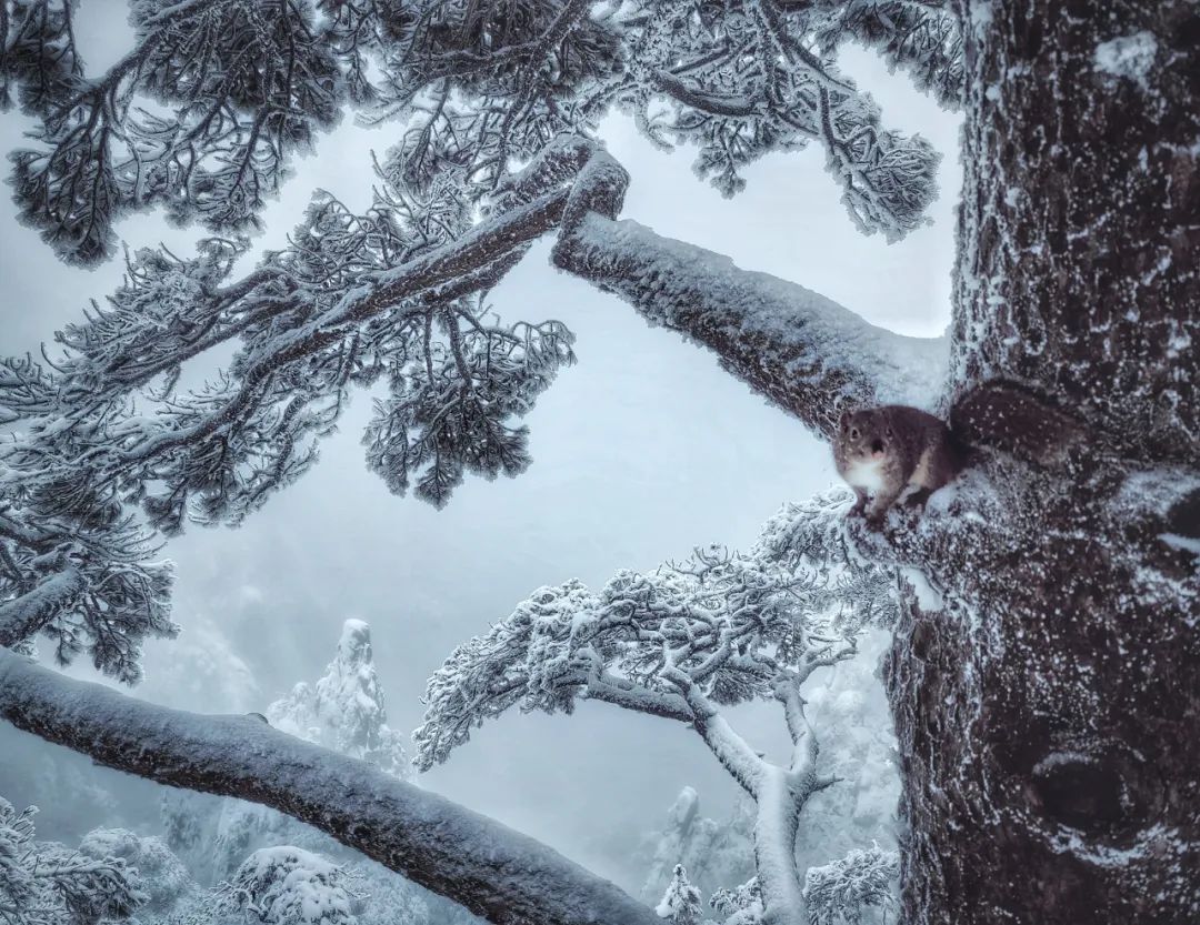 Image related to Salute to the Rebirth of All Life! 2022 China Wildlife Photography Awards Unveils 19 Stunning Categories!