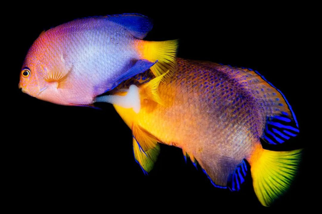 Image related to Salute to the Rebirth of All Life! 2022 China Wildlife Photography Awards Unveils 19 Stunning Categories!