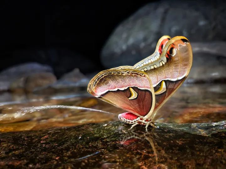 Image related to Salute to the Rebirth of All Life! 2022 China Wildlife Photography Awards Unveils 19 Stunning Categories!