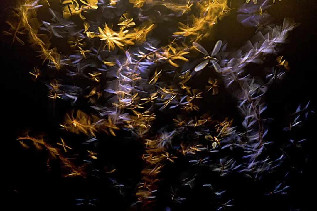 Image related to Salute to the Rebirth of All Life! 2022 China Wildlife Photography Awards Unveils 19 Stunning Categories!