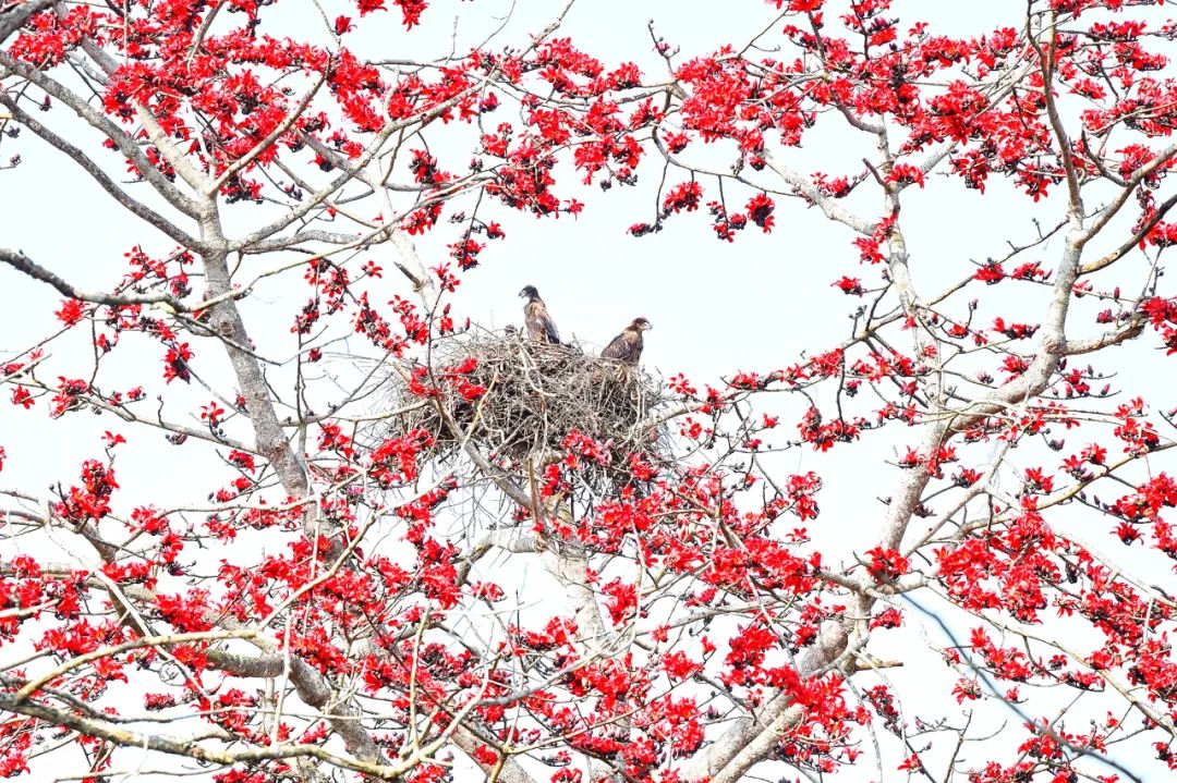 Image related to Salute to the Rebirth of All Life! 2022 China Wildlife Photography Awards Unveils 19 Stunning Categories!
