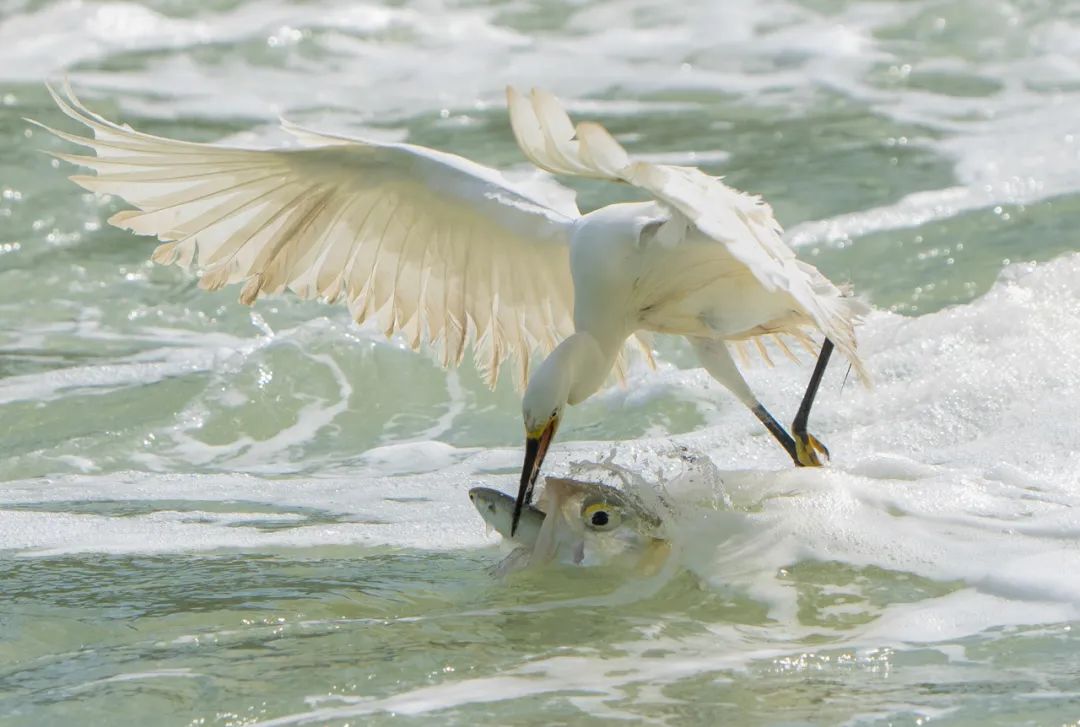 Image related to Salute to the Rebirth of All Life! 2022 China Wildlife Photography Awards Unveils 19 Stunning Categories!