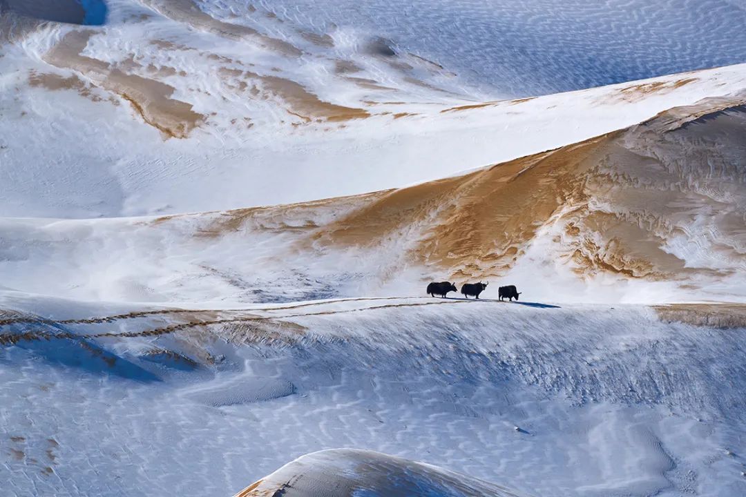 Image related to Salute to the Rebirth of All Life! 2022 China Wildlife Photography Awards Unveils 19 Stunning Categories!
