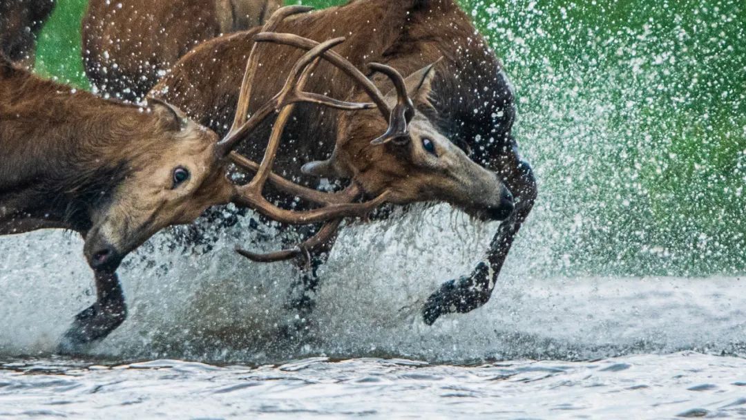 Image related to Salute to the Rebirth of All Life! 2022 China Wildlife Photography Awards Unveils 19 Stunning Categories!