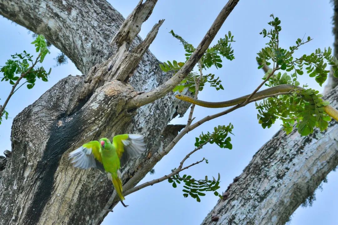 Image related to Salute to the Rebirth of All Life! 2022 China Wildlife Photography Awards Unveils 19 Stunning Categories!
