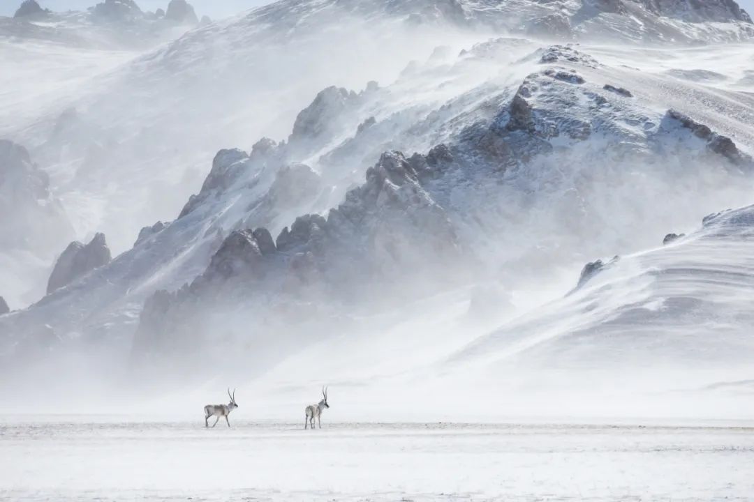 Image related to Salute to the Rebirth of All Life! 2022 China Wildlife Photography Awards Unveils 19 Stunning Categories!