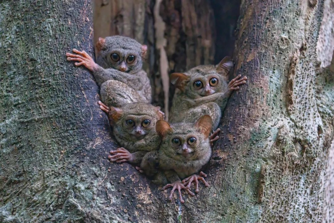 Image related to Salute to the Rebirth of All Life! 2022 China Wildlife Photography Awards Unveils 19 Stunning Categories!