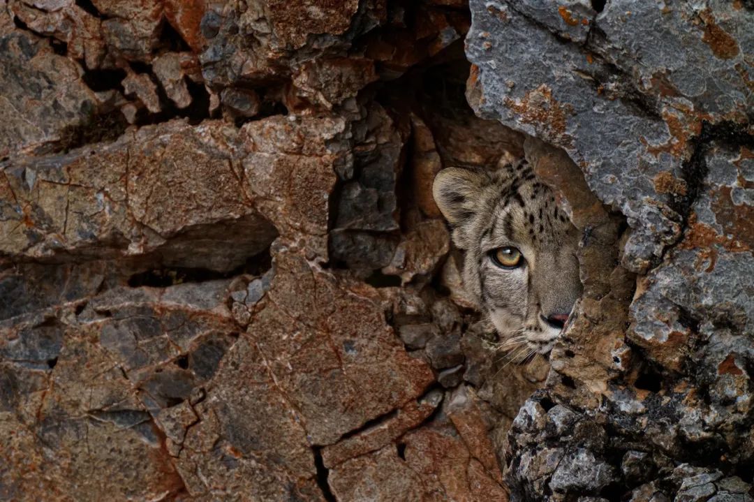 Image related to Salute to the Rebirth of All Life! 2022 China Wildlife Photography Awards Unveils 19 Stunning Categories!