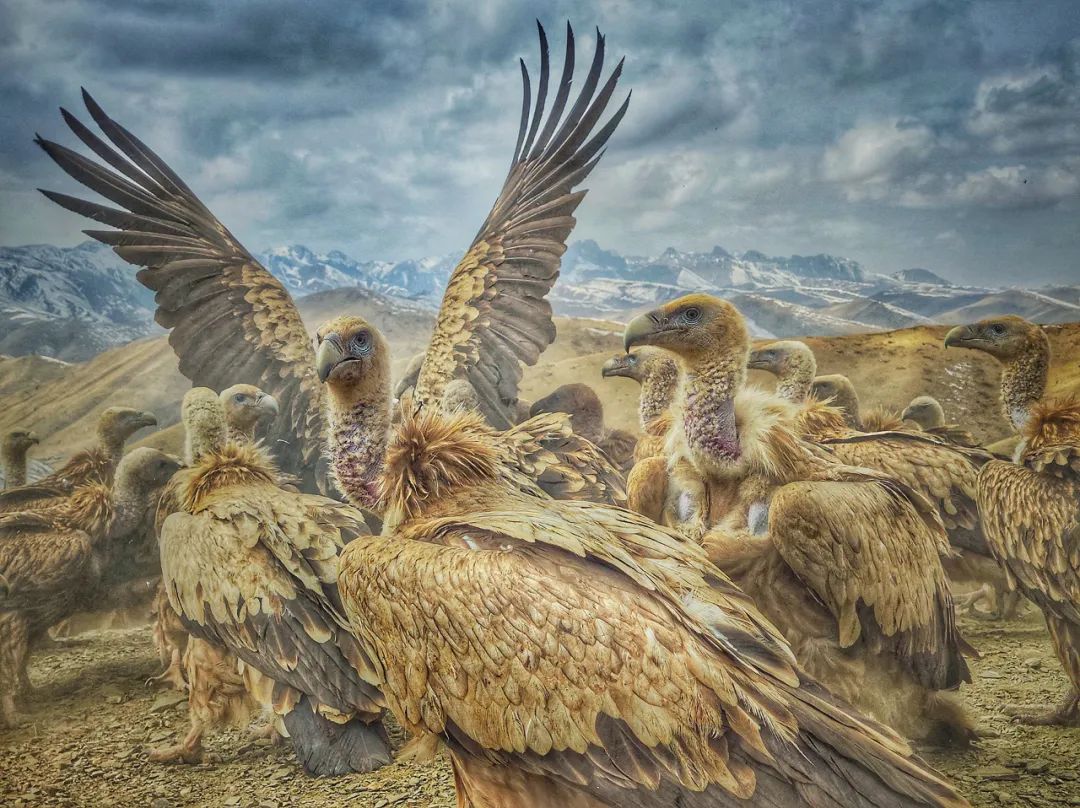 Image related to Salute to the Rebirth of All Life! 2022 China Wildlife Photography Awards Unveils 19 Stunning Categories!