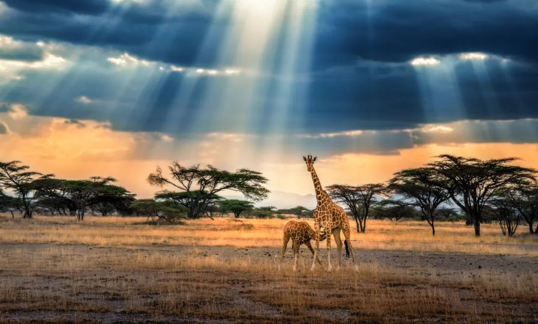 Image related to Salute to the Rebirth of All Life! 2022 China Wildlife Photography Awards Unveils 19 Stunning Categories!