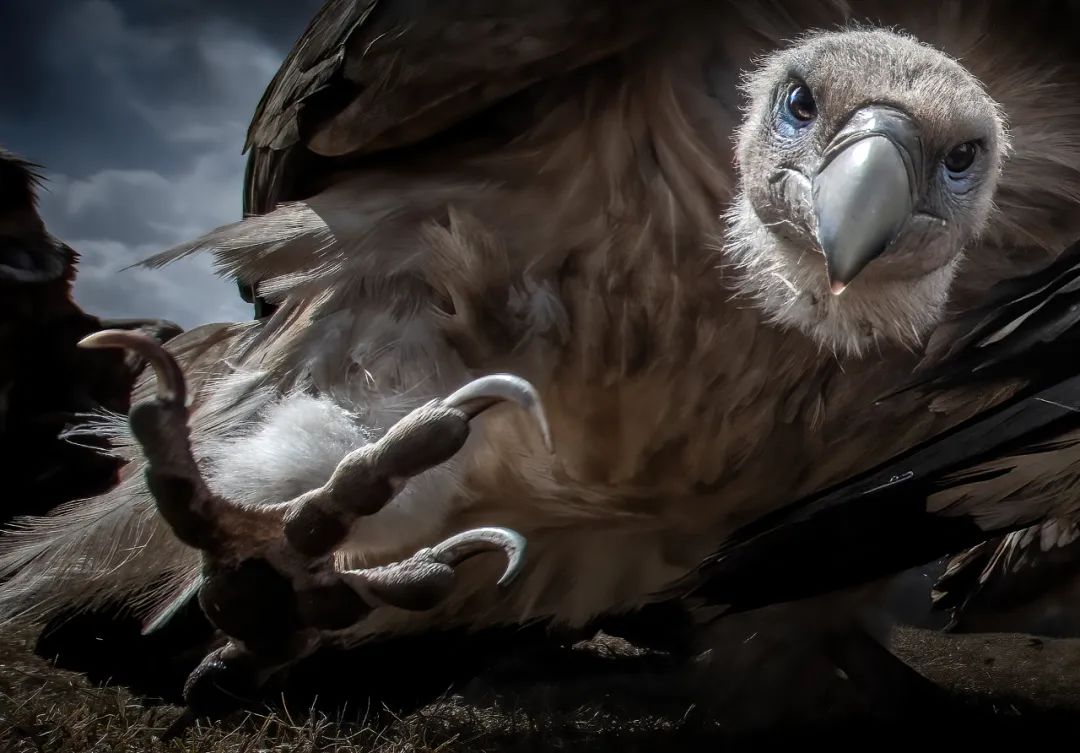 Image related to Salute to the Rebirth of All Life! 2022 China Wildlife Photography Awards Unveils 19 Stunning Categories!