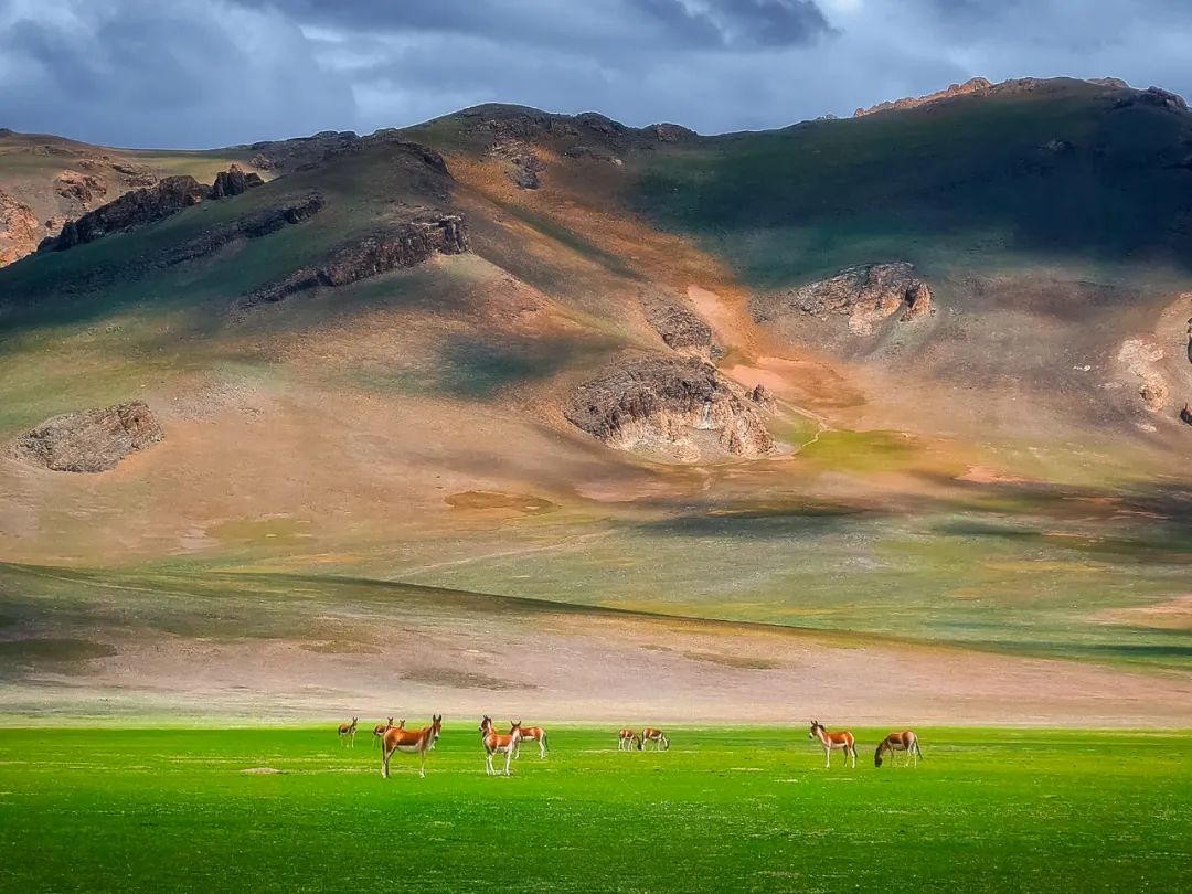 Image related to Salute to the Rebirth of All Life! 2022 China Wildlife Photography Awards Unveils 19 Stunning Categories!