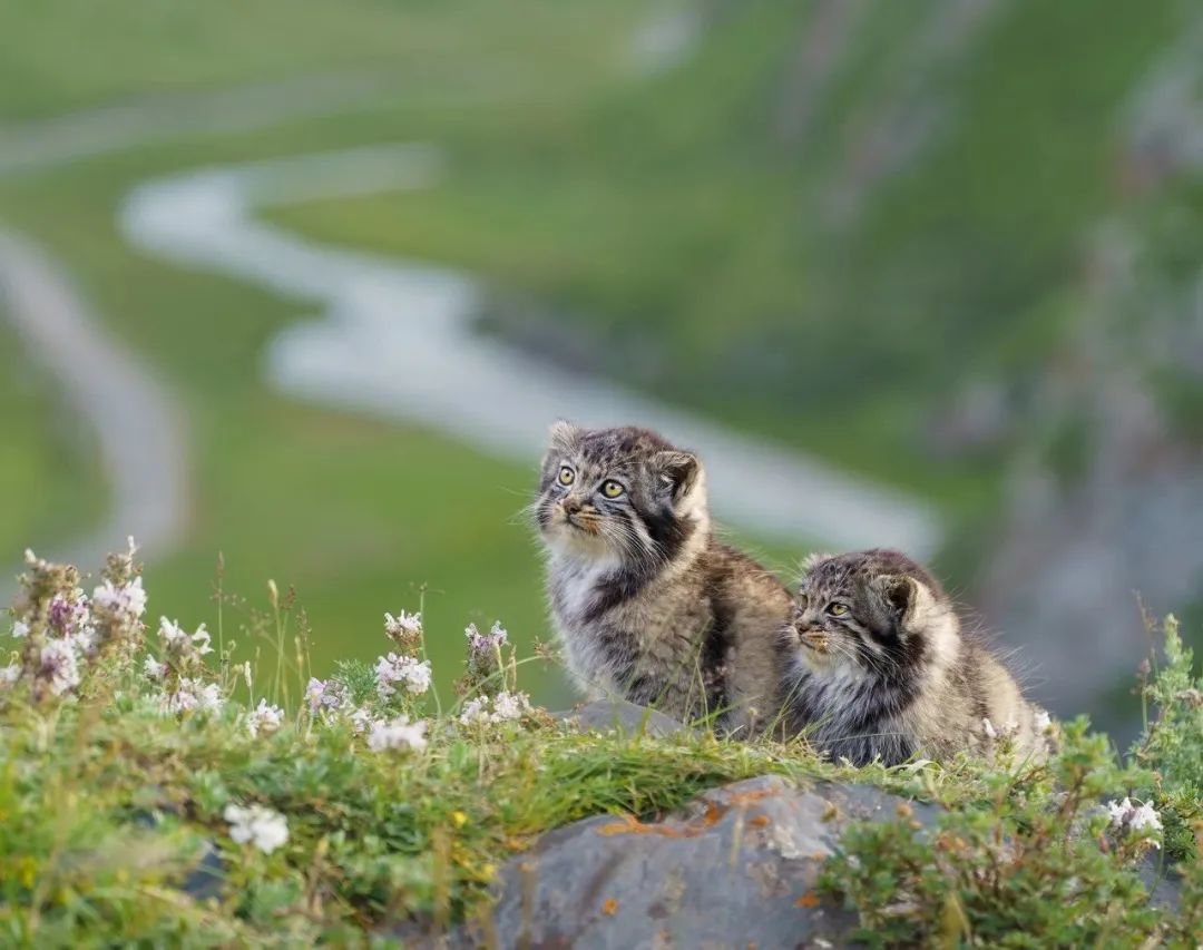 Image related to Salute to the Rebirth of All Life! 2022 China Wildlife Photography Awards Unveils 19 Stunning Categories!