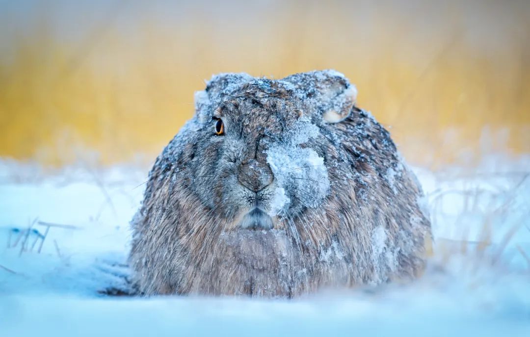 Image related to Salute to the Rebirth of All Life! 2022 China Wildlife Photography Awards Unveils 19 Stunning Categories!