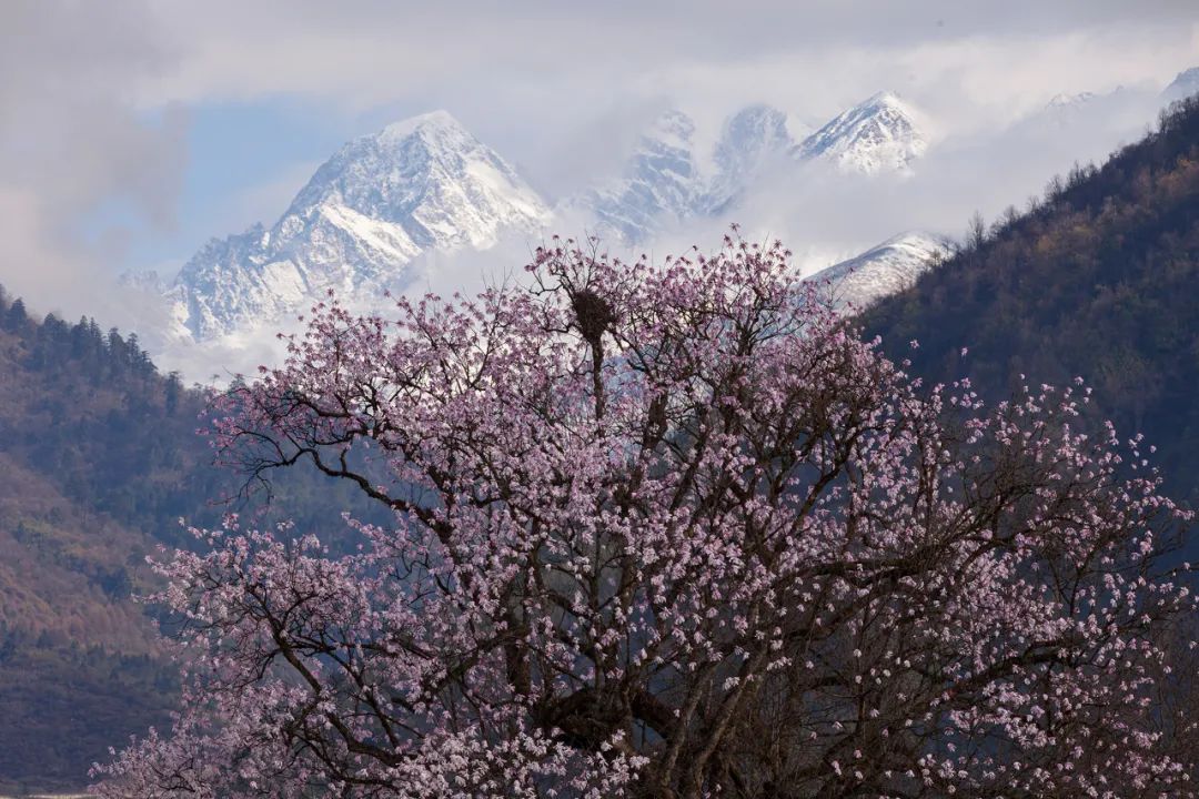 Image related to Salute to the Rebirth of All Life! 2022 China Wildlife Photography Awards Unveils 19 Stunning Categories!