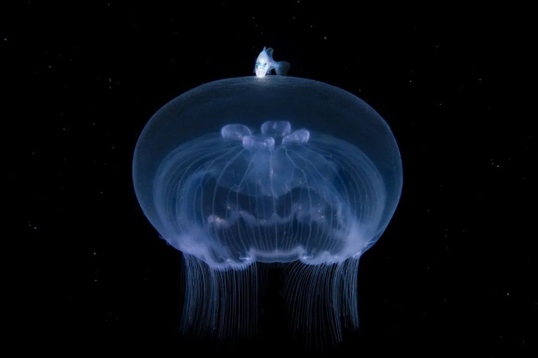 Image related to Salute to the Rebirth of All Life! 2022 China Wildlife Photography Awards Unveils 19 Stunning Categories!