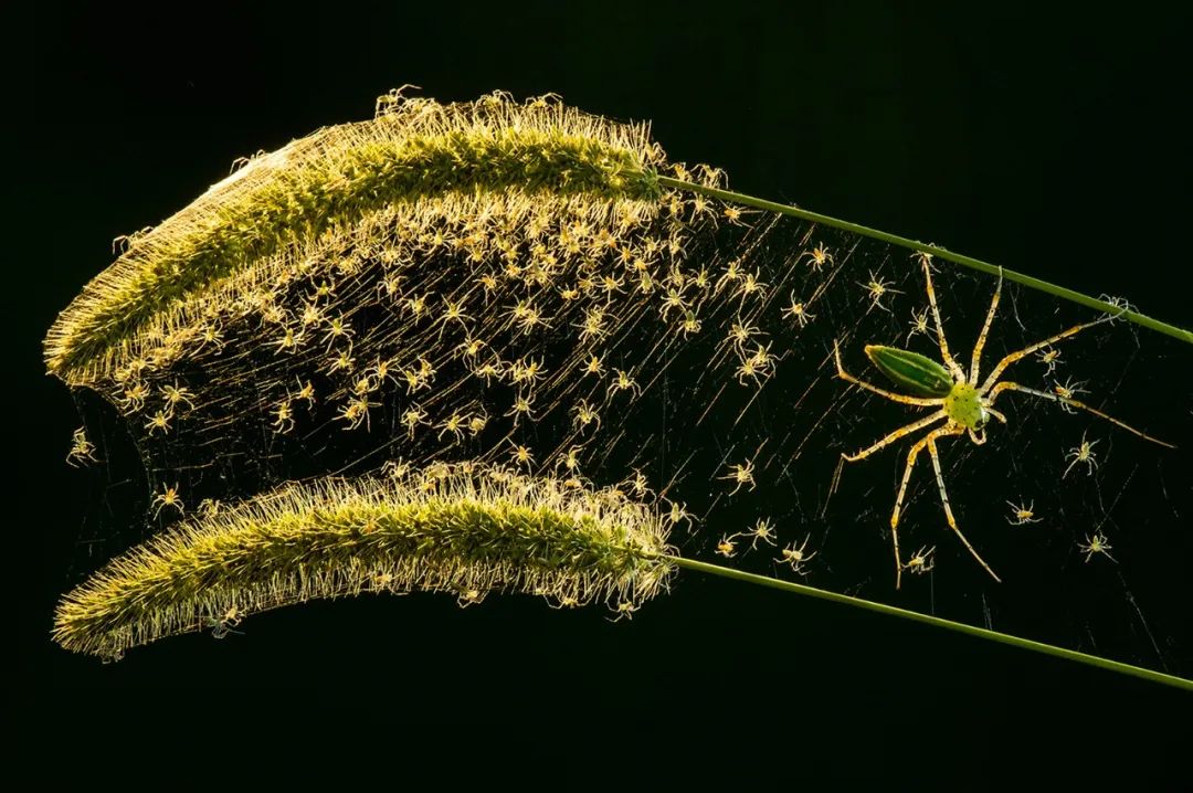 Image related to Salute to the Rebirth of All Life! 2022 China Wildlife Photography Awards Unveils 19 Stunning Categories!