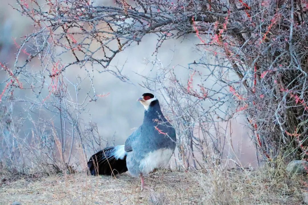 Image related to Salute to the Rebirth of All Life! 2022 China Wildlife Photography Awards Unveils 19 Stunning Categories!