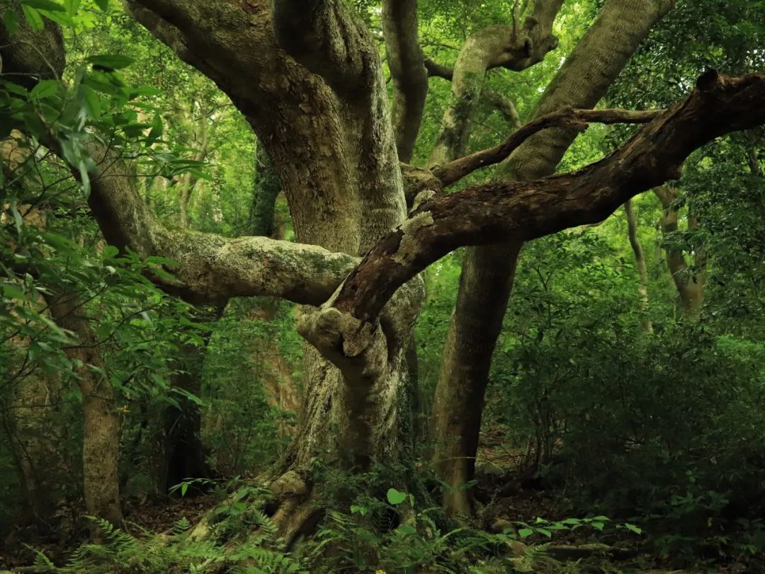 Image related to Salute to the Rebirth of All Life! 2022 China Wildlife Photography Awards Unveils 19 Stunning Categories!