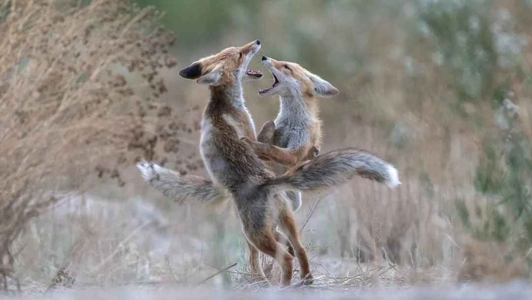 Image related to Salute to the Rebirth of All Life! 2022 China Wildlife Photography Awards Unveils 19 Stunning Categories!