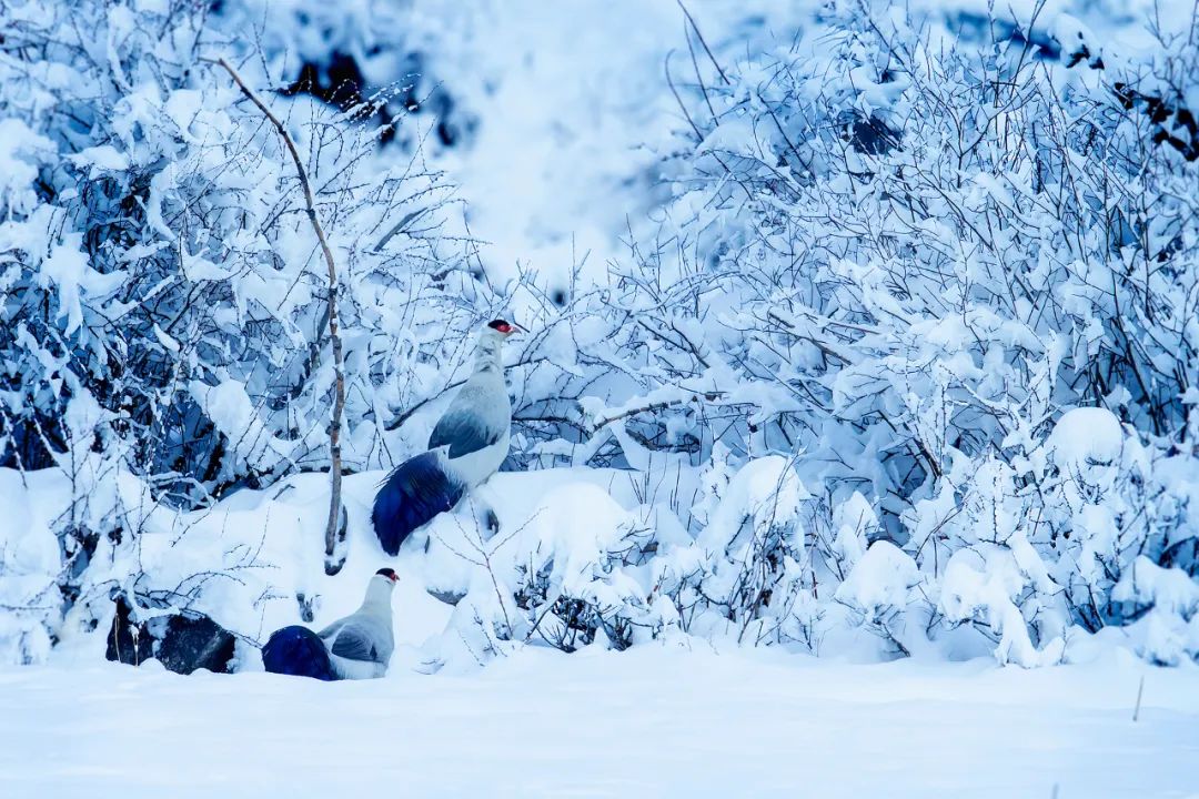 Image related to Salute to the Rebirth of All Life! 2022 China Wildlife Photography Awards Unveils 19 Stunning Categories!