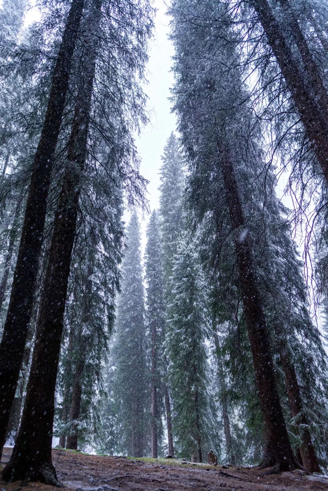 Image related to I Wanna Climb to the Sky... Mountain