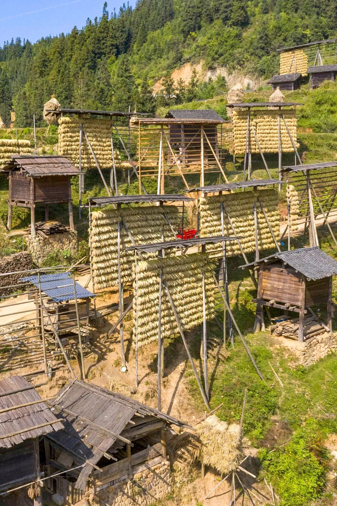Image related to Where Is the Homeland of 11 Million Miao People?