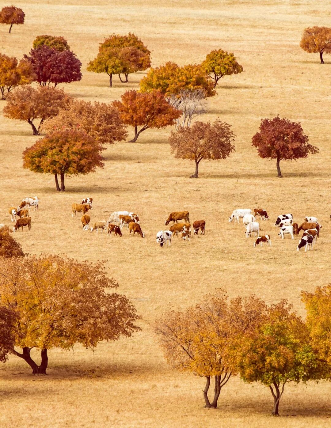 Image related to Who is the Top of China's Grasslands?