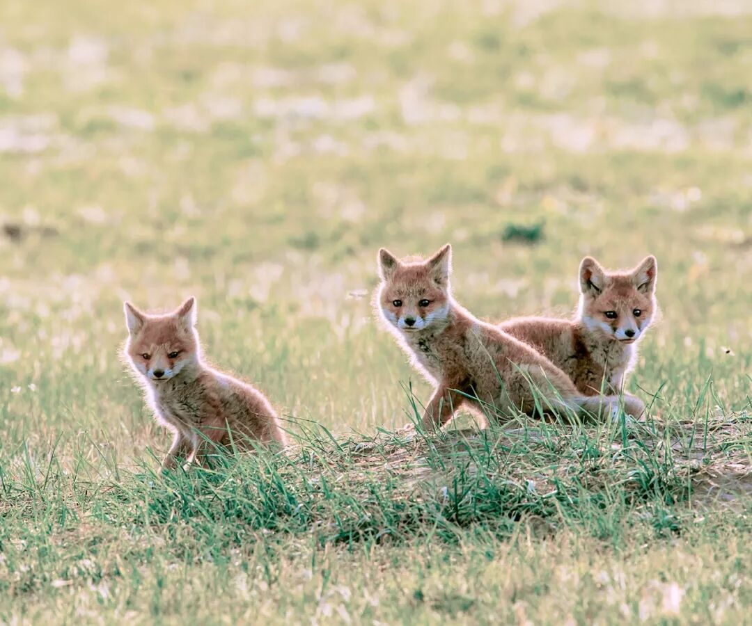 Image related to Who is the Top of China's Grasslands?