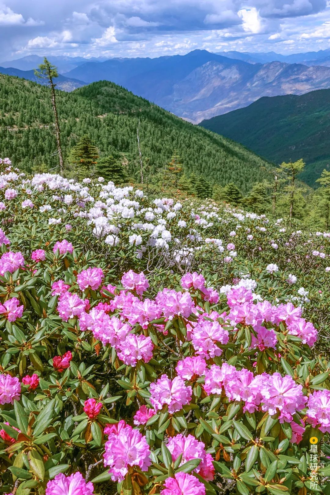 Image related to Let's Go to Shangri-La!
