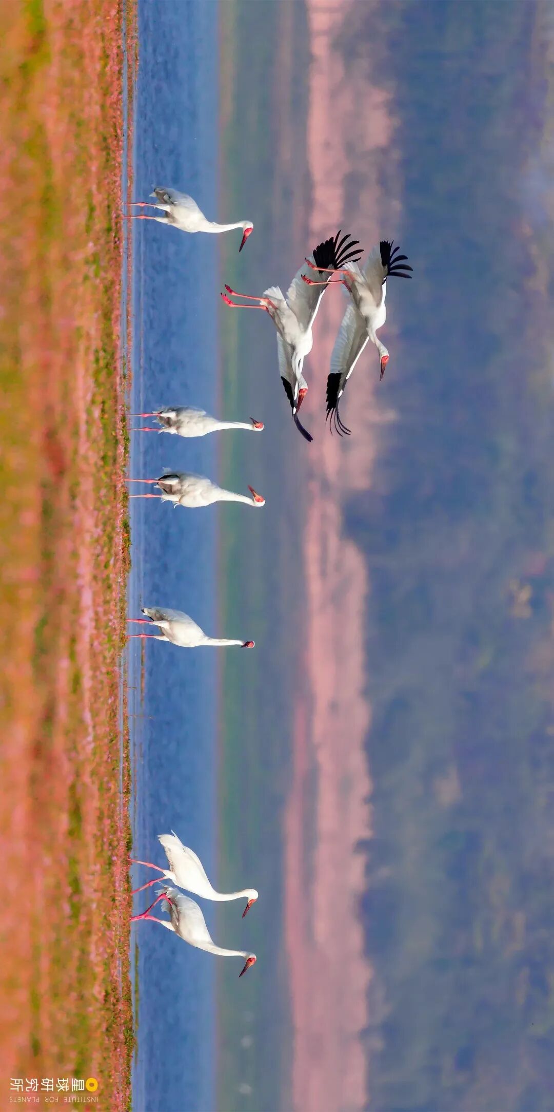 Image related to Explore China's Wetlands: A Journey Through Nature's Wonders
