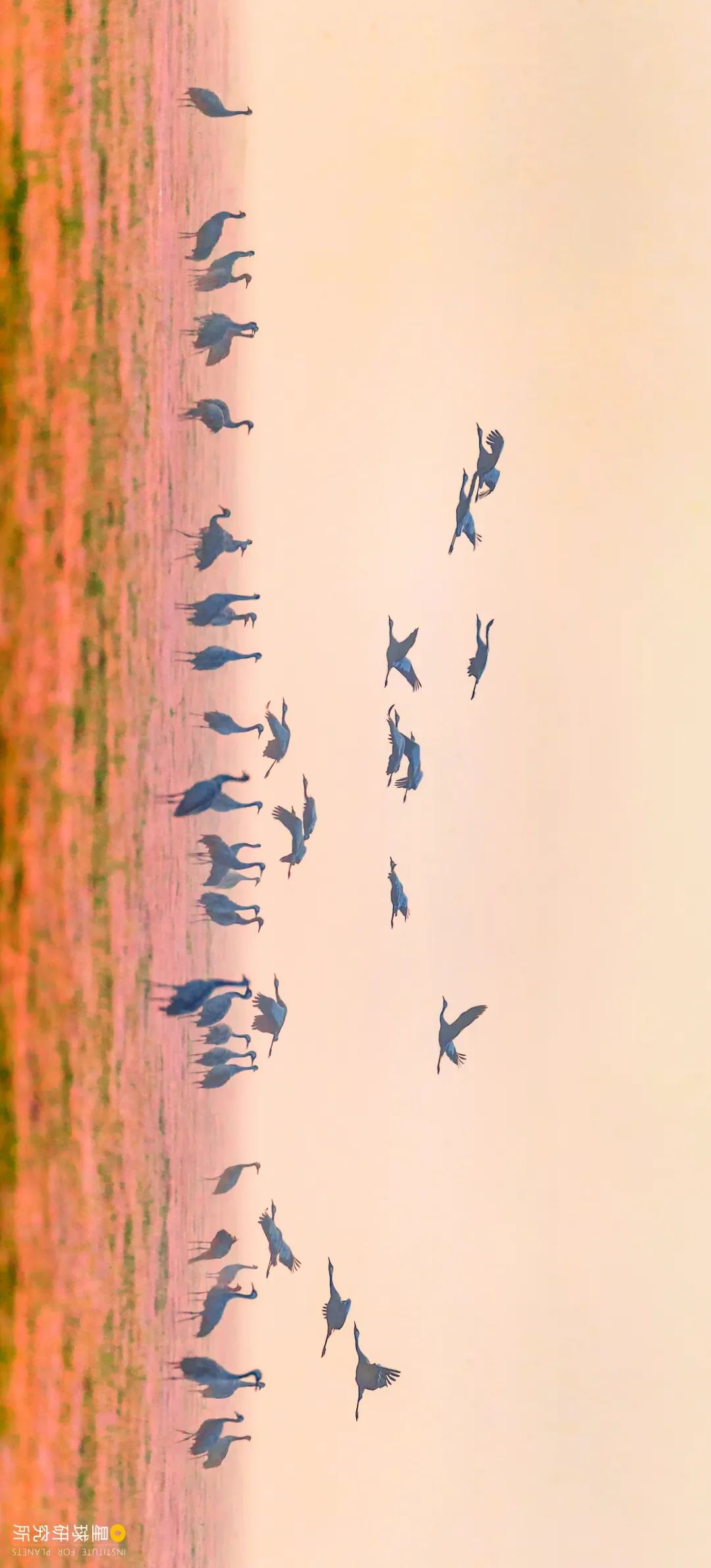 Image related to Explore China's Wetlands: A Journey Through Nature's Wonders